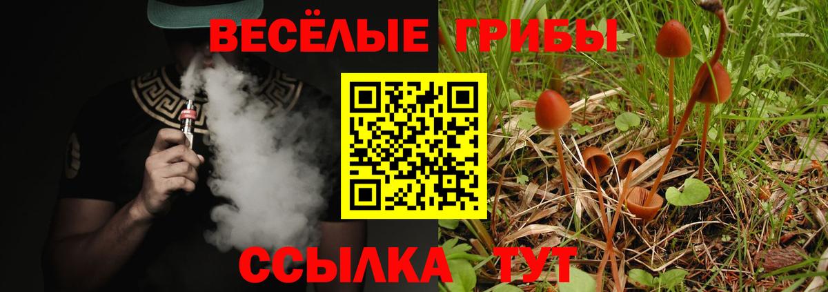 Псилоцибиновые грибы Psilocybe Кольчугино